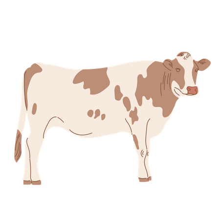 Cow  Illustration