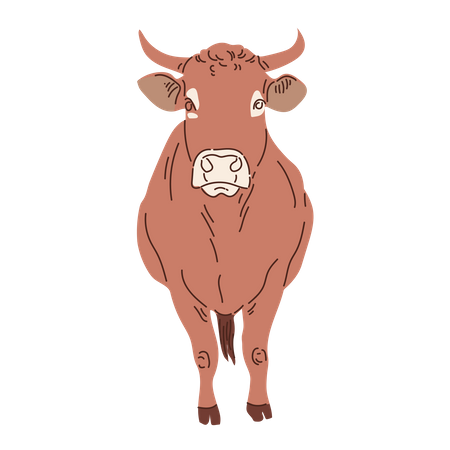 Cow  Illustration