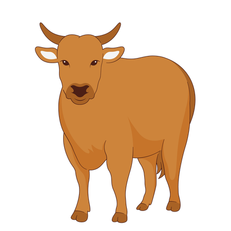 Cow  Illustration