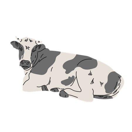 Cow sitting  Illustration