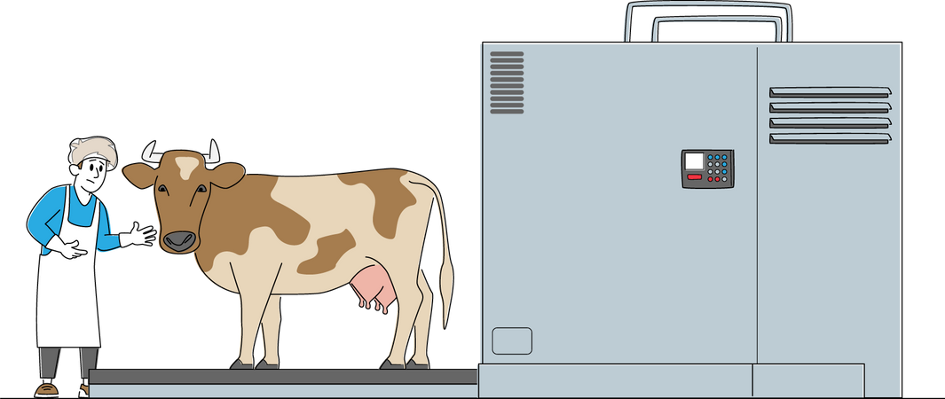 Cow Stand on Processing Line before Carcass Cutting and Producing Beef Production  Illustration