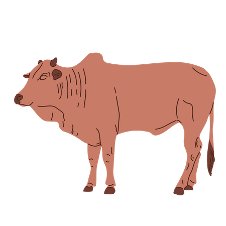 Cow standing  イラスト
