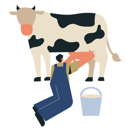 Cowboy feeding cow for good milk quality  Illustration