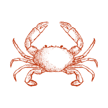 Crab  Illustration