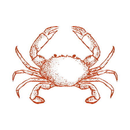 Crab  Illustration