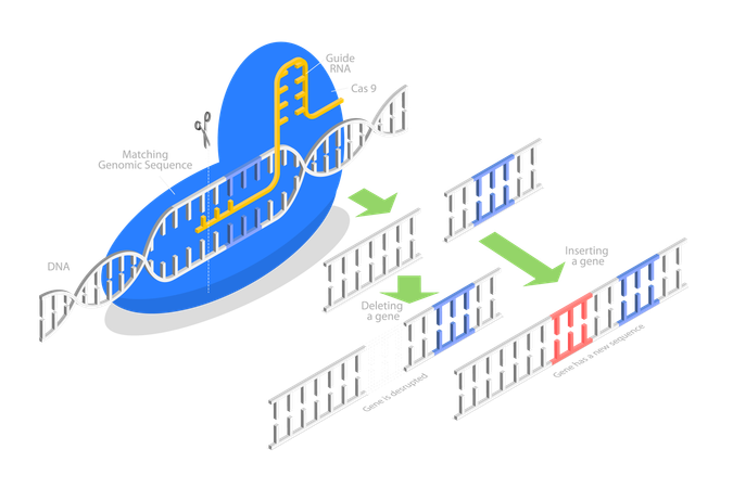 CRISPR, Artificial Genome Editing  Illustration