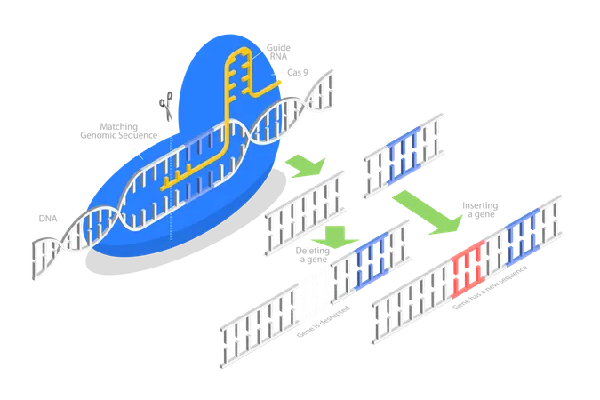 3 D Isometric Flat Vector Conceptual Illustration Of CRISPR Artificial Genome Editing Illustration