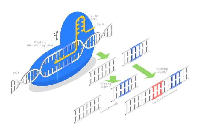 CRISPR, Artificial Genome Editing  Illustration