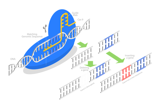 CRISPR, edição artificial do genoma  Ilustração