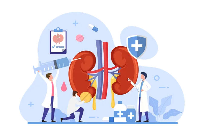 Cuidados de saúde e tratamento renal  Ilustração