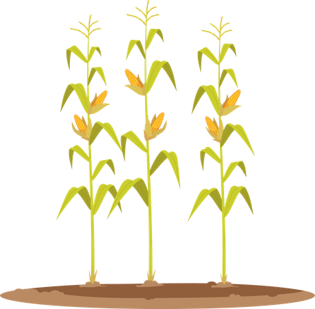 Cultivo de grano de maíz  Ilustración