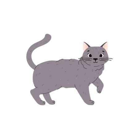 Cute And Funny Cat Of British Shorthair Breed Flat Vector Illustration Isolated On White Background Cheerful Gray Cat Walking Drawing Of Domestic Pet Hand Drawn Animal Illustration