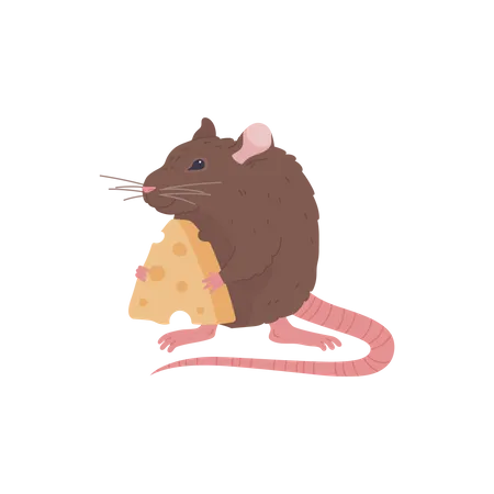 Cute brown rat holding cheese in paws  Illustration