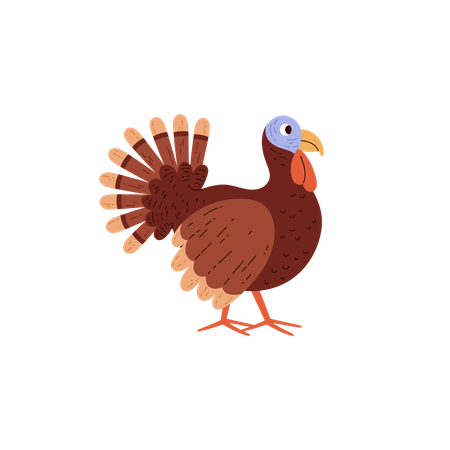 Cute brown turkey poultry  Illustration