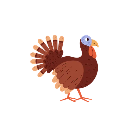 Cute brown turkey poultry  Illustration