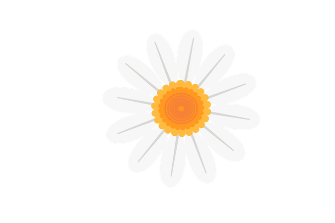 Cute Daisy Flower  Illustration