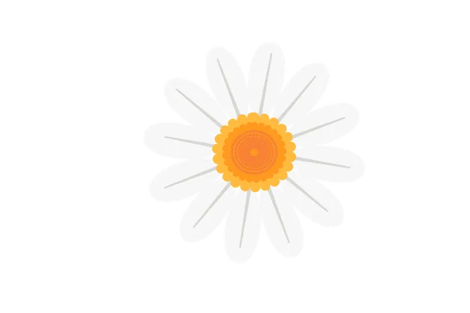 Cute Daisy Flower  Illustration