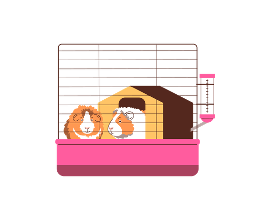 Cute guinea pig  Illustration