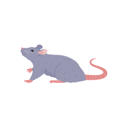 Cute little gray rat looking up  Illustration