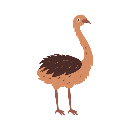 Cute Ostrich  Illustration