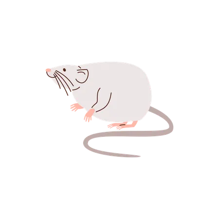 Cute rat long tail  Illustration