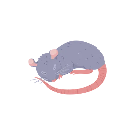 Cute rat sleeping, furry animal - cartoon flat vector illustration  Illustration