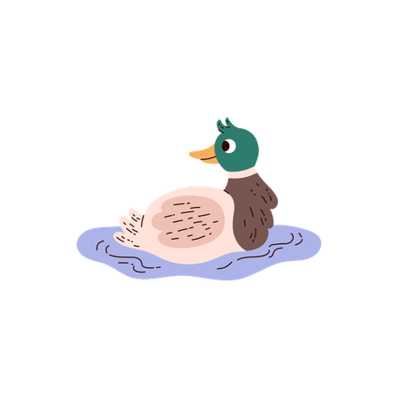 Cute smiling duck in water  Illustration