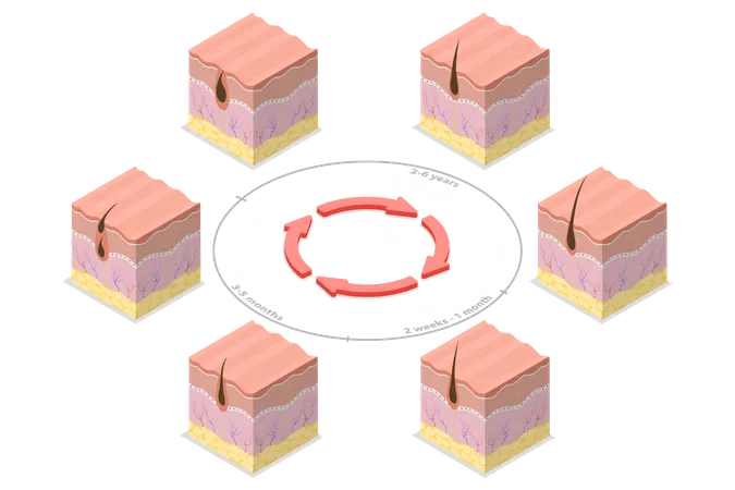 Cycle de croissance des cheveux  Illustration