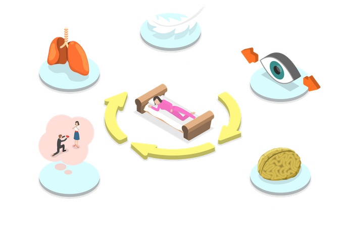 Cycle de sommeil humain  Illustration