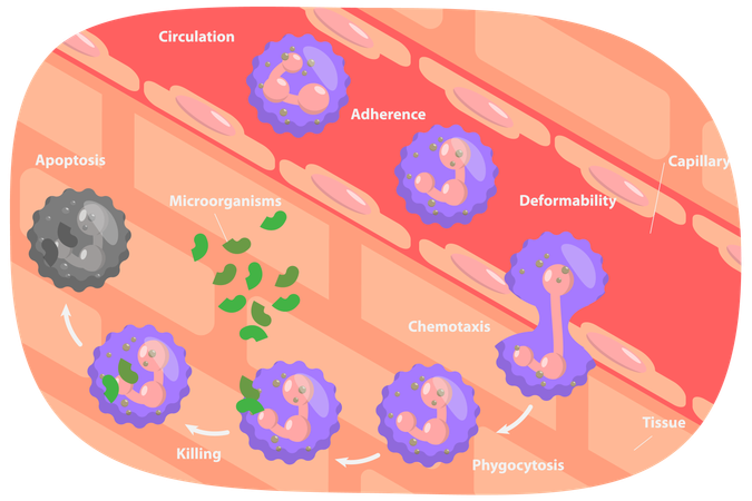 Cycle des neutrophiles  Illustration
