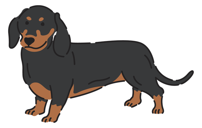 Dachshund dog  Illustration