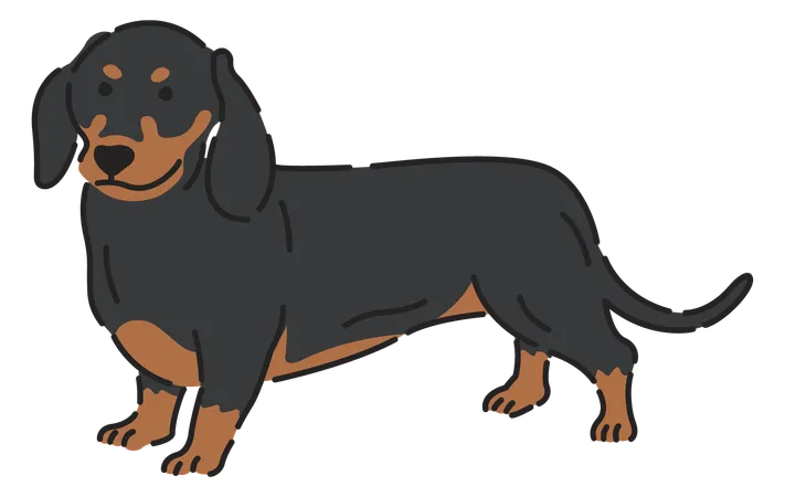 Dachshund dog  Illustration