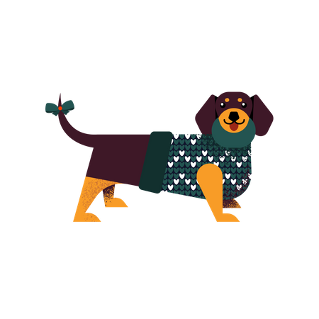 Dachshund dog in a sweater  Illustration