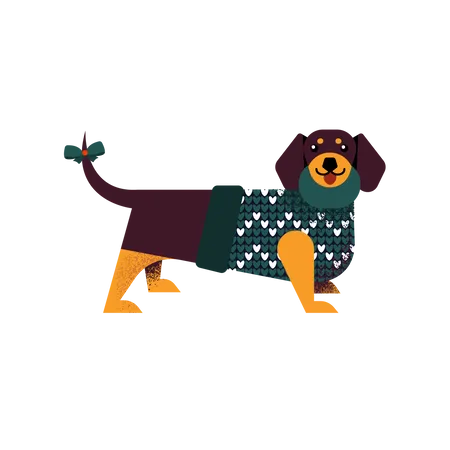 Dachshund dog in a sweater  Illustration