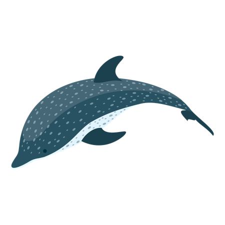 Delfin  Illustration