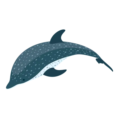 Delfin  Illustration