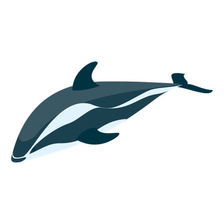 Delfin  Illustration