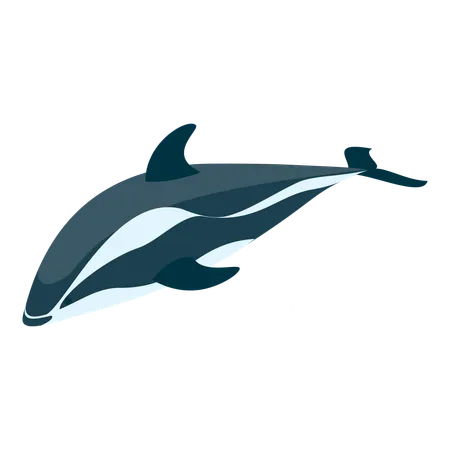 Delfin  Illustration