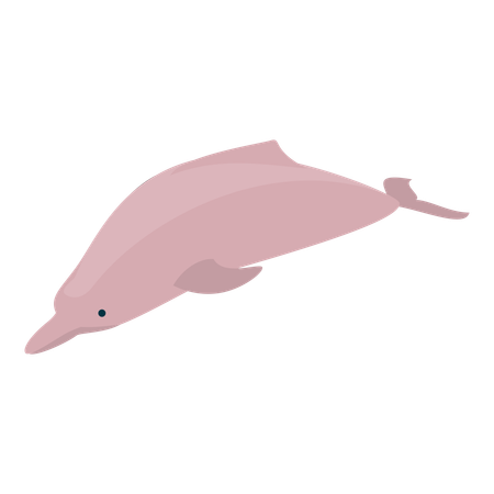 Delfin  Illustration