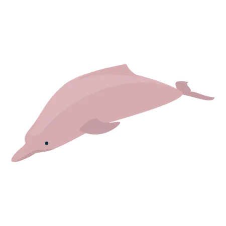 Delfin  Illustration