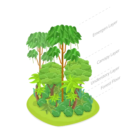 3 D Isometric Flat Vector Conceptual Illustration Of Rainforest Layers Dense Tropical Jungle Illustration