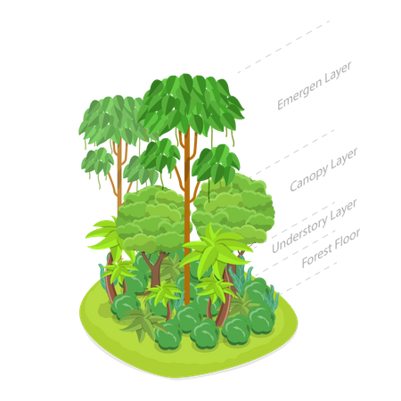 Dense Tropical Jungle  Illustration