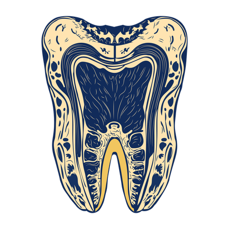 Dente  Ilustração