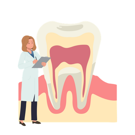 Mujer dentista con gran anatomía del diente  Ilustración
