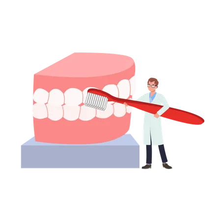 Conceito Medico Odontologico Dentista Masculino Com Escova De Dentes Grande Esta Apresentando Ou Mostrando Como Limpar Os Dentes Com Modelo De Boca Grande Ilustracao Vetorial De Desenho Animado Plano Ilustração