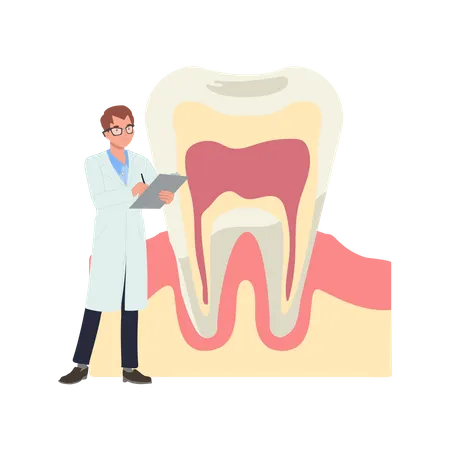 Dentista masculino con gran anatomía del diente  Ilustración