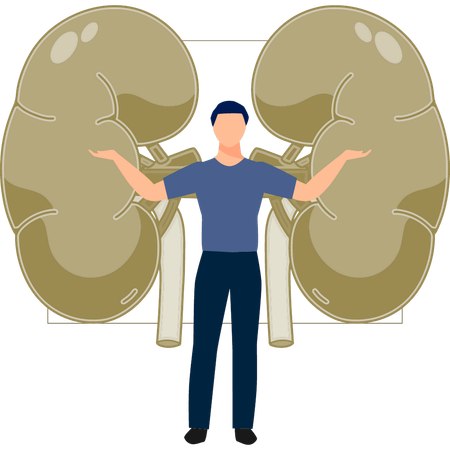 Der Mann präsentiert das menschliche Harnsystem  Illustration