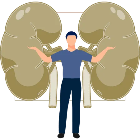 Der Mann präsentiert das menschliche Harnsystem  Illustration