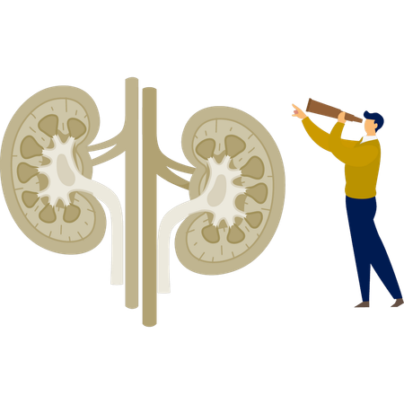 Der Mann schaut durch ein Fernglas auf das menschliche Harnsystem  Illustration