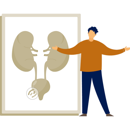 Der Mann präsentiert Harnsystem in Diagramm  Illustration